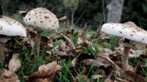 Πώς τα άγρια μανιτάρια μπορεί να προκαλέσουν ηπατική ανεπάρκεια: Τα τέσσερα στάδια της δηλητηρίασης