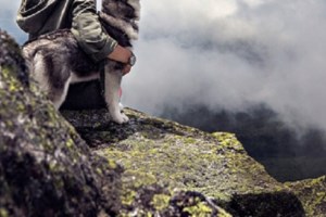 Ηγουμενίτσα: Συνελήφθη 67χρονος που έδωσε φόλες σε αδέσποτους σκύλους - Είχε βάλει δηλητήριο σε κρέας