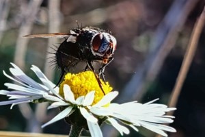 Φούρνοι Ικαρίας: Ιστορική απόφαση για την προστασία των σπάνιων κοραλλιών