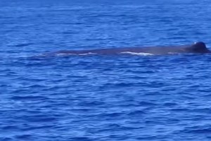 Φάλαινα φυσητήρας εντοπίστηκε κοντά στις ακτές του Άστρους Κυνουρίας - Εντυπωσιακό βίντεο