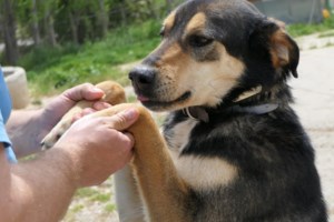 Σώστε ένα αδεσποτάκι: Μην προσπεράσετε τον Σάνι - Είναι 5 μηνών και θέλει μόνο χάδια