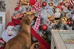 Σώστε ένα αδεσποτάκι: Η Νατάσα Γιάμαλη μάς γνωρίζει τον Kiss και ζητά βοήθεια και ένα σπίτι