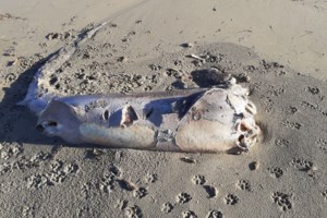 Ψαράς στα Χανιά έπιασε καρχαρία 200 κιλά - εικόνα 3