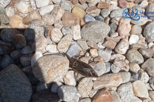 Λιθόκερος: Συχνός "επισκέπτης" της Ελλάδας το μεγαλύτερο έντομο της Ευρώπης - Που ζει και πόσο επικίνδυνο είναι; - εικόνα 2