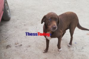 Πανεπιστημιούπολη Πάτρας: Αδέσποτα έστειλαν στο νοσοκομείο φοιτητή – Τρεις επιθέσεις σε μια ημέρα