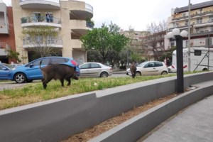 Θεσσαλονίκη: Στα "όπλα" ο δήμος για τα αγριογούρουνα που κόβουν βόλτες στην...Αριστοτέλους [Βίντεο] - εικόνα 4