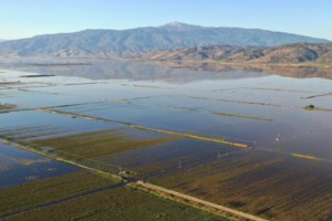Χιλιάδες νεκρά ζώα παραμένουν στον θεσσαλικό κάμπο άθαφτα - Περιμένουν την αποκομιδή