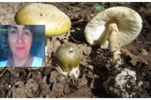 Πώς τα άγρια μανιτάρια μπορεί να προκαλέσουν ηπατική ανεπάρκεια: Τα τέσσερα στάδια της δηλητηρίασης - εικόνα 3