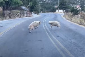 Τραγικός θάνατος 63χρονου βοσκου στα Τρίκαλα: Τον χτύπησε κριάρι