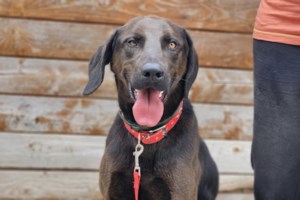 Η Κλάρα βρέθηκε ταλαιπωρημένη και αρκετά αδύνατη -  Λατρεύει τις βόλτες και είναι εξαιρετικά υπάκουη