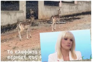 Φωτιά Δερβενοχώρια - Σπαρακτικό βίντεο με την απόγνωση μελισσοκόμου: Για εμάς οι μέλισσες είναι σαν παιδιά μας