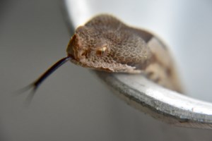 Θεσσαλονίκη: Φίδι "εισέβαλε" σε σπίτι - Αναζητείται ο κηδεμόνας του [εικόνες]