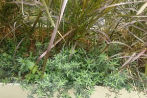 Εγινε κι αυτό: Τρία εργαστήρια υδροπονικής καλλιέργειας κάνναβης, σε σπίτι στους Θρακομακεδόνες [Εικόνες]