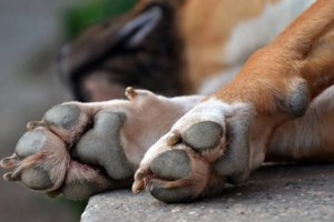 Τρόμος στο Πήλιο: Ποδηλάτης δέχτηκε επίθεση από αγέλη σκύλων την ώρα που βρισκόταν στο βουνό