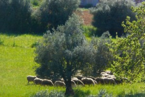 Ηράκλειο: Επιβεβαιώθηκαν τα πρώτα κρούσματα πανώλης μικρών μηρυκαστικών
