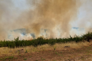 Φωτιά σε δασική έκταση στη Ρόδο - Στη μάχη της κατάσβεσης και εναέρια μέσα