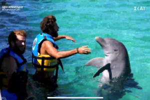 Νεκρά δελφίνια και χελώνες στη Βόρεια Ελλάδα