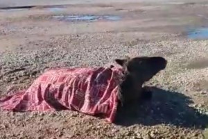 Τροχαίο στη Σερβία: Νεκρός 37χρονος Έλληνας σε δυστύχημα κοντά στο Νόβι Σαντ