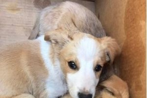 Ανήκουστο: Μπλόκο της ΕΛΑΣ σε συγκέντρωση φιλοζωικών οργανώσεων στο Στ. Νιάρχος- "Κίνδυνος για τη δημόσια ασφάλεια" - εικόνα 2