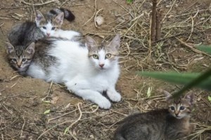 8 Αυγούστου: Σήμερα η Παγκόσμια Ημέρα Γάτας - Πόσο γατόνια είναι - εικόνα 2