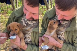 Θεσπρωτία: Εργαζόμενος σε καταφύγιο ζώων πέταξε 6 κουτάβια στα σκουπίδια