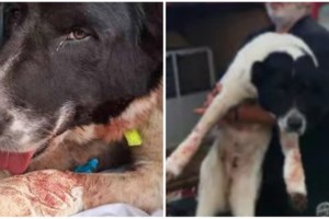 Απίστευτη κτηνωδία στο Μεσολόγγι: Πυροβόλησαν και σκότωσαν φλαμίνγκο [εικόνες]