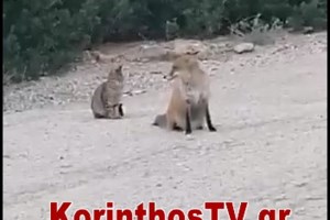 Φρίκη στην Καστοριά: Βασάνισαν και ακρωτηρίασαν αλεπού - To ζώο πέθανε από αιμορραγία - εικόνα 4