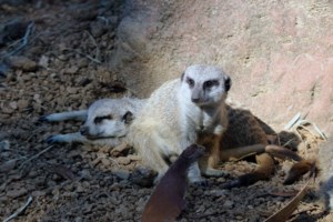 Πανδημία: Ένας χρόνος από το δράμα του Μπέργκαμο και τις εικόνες που σόκαραν τον πλανήτη [Βίντεο] - εικόνα 3