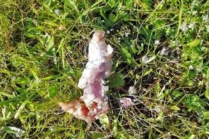 Σε διαβούλευση το νομοσχέδιο για τα κατοικίδια: Βαριές ποινές για κακοποίηση, υποχρεωτική στείρωση, φρένο στις εγκαταλείψεις - εικόνα 2