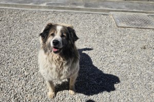 Η Πέρσα από το Κυνοκομείο Τρίπολης: Eίναι το καλύτερο δώρο της ημέρας... ό,τι ζωή και να έχει ζήσει - εικόνα 3