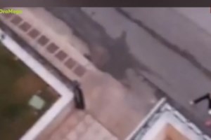 Πάτρα: Στον ανακριτή ο 70χρονος που έσερνε σκυλίτσα με το ΙΧ του - Σε καλύτερη κατάσταση το κατοικίδιο - εικόνα 2