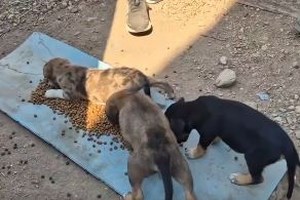 Εκκληση για βοήθεια από τα Φαντάσματα του Ασπροπύργου: Εχουν ανάγκη από ξηρά τροφή και κονσέρβες για σκύλους και γάτες