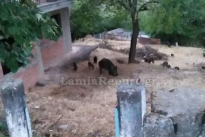 Zητείται ...Οβελίξ: Ξεπέρασαν τα 100.000 τα αγριογούρουνα στην Ελλάδα