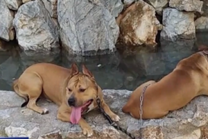 Κτηνωδία στα Χανιά: Κρέμασαν σκύλο από γέφυρα