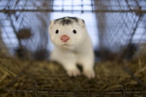 Απίστευτη κτηνωδία στην Κρήτη: Τύφλωσαν και κακοποίησαν γάτα - Εικόνες σοκ