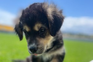 Δεν άντεξε ο σκύλος στην Αργαλαστή που δέχθηκε πάνω από 20 σκάγια