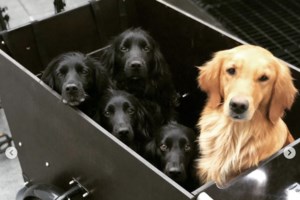 Αφιέρωμα στην Παγκόσμια Ημέρα Ζώων: Από την αρχαία Ελλάδα στο σήμερα