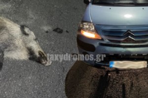 Αγέλη με 10 αγριογούρουνα κυκλοφορεί μέσα στους Αγίους Θεοδώρους [βίντεο]