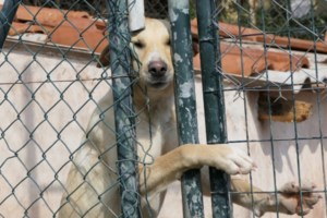 Κικίλιας για τη φωτιά στη Βάρης - Κορωπίου: Εμπρηστής έβαλε φωτιά σε ξερά χόρτα, υπάρχει βίντεο στα χέρια των αρχών - εικόνα 6