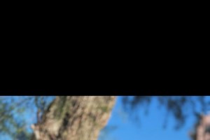 Κύθνος: Τραγωδία με θύματα ανυπεράσπιστα ζώα καταγγέλλουν φιλόζωοι - "Yπάρχει πολλή παραφιλολογία", λέει ο δήμαρχος