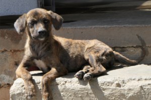 Ο Αρης και ο Φοίβος σε άσπρο - μαύρο: Ό,τι ζωή και να έχουν ζήσει μέχρι τώρα, δεν τους άφησε τη δυσπιστία στα μάτια