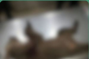 Καστοριά: Ηταν σε κατάσταση φυγής η μητέρα αρκούδα που δέχθηκε πέντε σφαίρες πισώπλατα - Ψάχνουν τα μικρά της