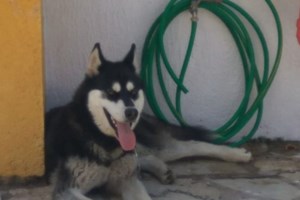 Αράχωβα: Νέες αποκαλύψεις για τον βασανιστικό θάνατο του Ολιβερ - "Υπάρχουν φωτογραφίες που τον δείχνουν δίπλα σε άνθρωπο"