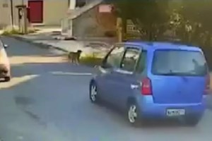 Τρεις σκύλοι που κακοποιήθηκαν διδάσκουν την αγάπη στα σχολεία