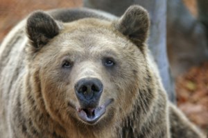 Τρίκερι: Viral o λύκος που αποδείχτηκε... θαλασσόλυκος - "Είναι δεινός κολυμβητής" [βίντεο]