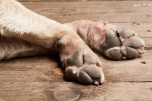 Σπέτσες: Ερευνα για τον θάνατο τεσσάρων αδέσποτων γατών