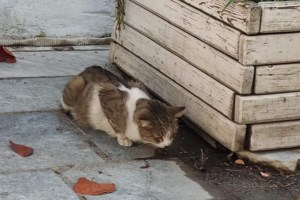 Τι είναι το αιθουσαίο σύνδρομο στις γάτες - Τι προκαλεί τη νόσο, τα συμπτώματά της