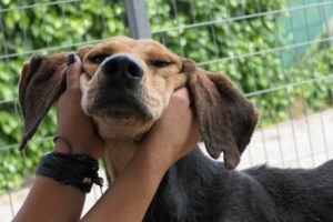 Γιατί να υιοθετήσετε ένα αδέσποτο σκύλο από καταφύγιο: Μια απόφαση που σώζει όχι μία, αλλά δύο ζωές - εικόνα 4