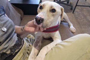 Στροφυλιά: Το όνομά της πλέον είναι Ιντα - Αντί να πάει στην τροφή, ήπιε έναν κουβά νερό