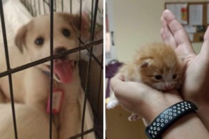 Γιατί οι γάτες κυνηγούν τα λέιζερ; Είναι τα γρήγορα κινούμενα θηράματα; Κατά πόσο είναι ασφαλές παιχνίδι - εικόνα 4